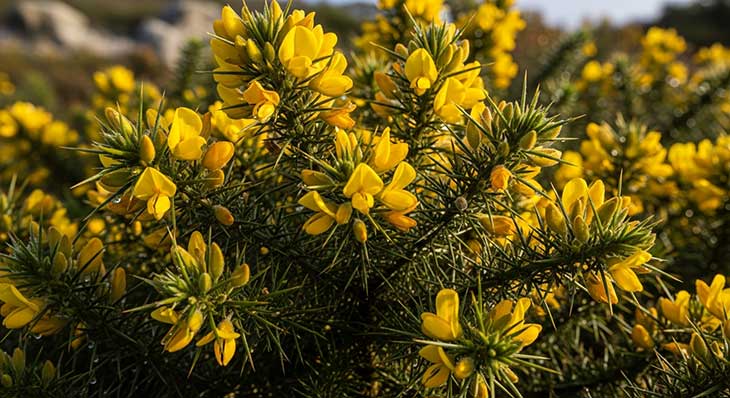 planta de tojo de flores amarillas
