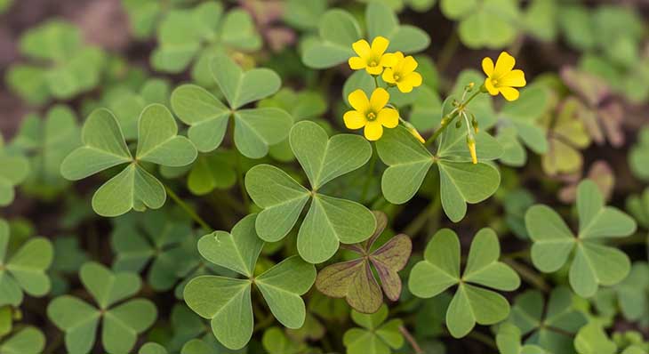 planta pan de cuco con flores amarillas