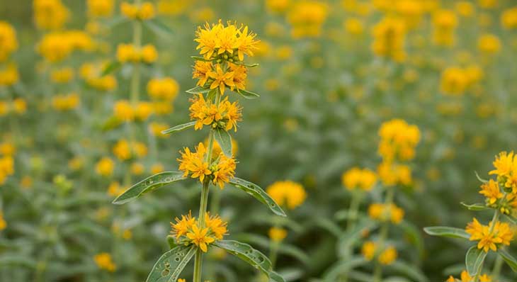 hierba de san juan con flores amarillas