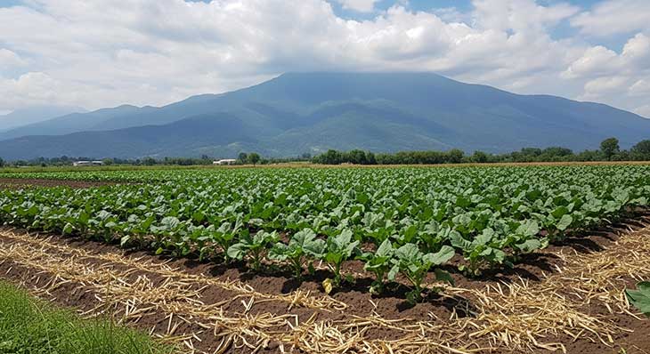 resultado de la utilización de la tecnica del barbecho en el huerto
