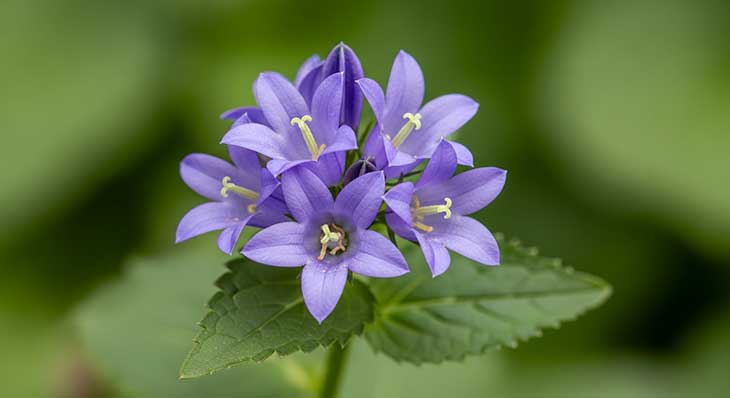 Primer plano de las flores en forma de estrella de la Campanula portenschlagiana, mostrando su color azul-violeta y sus hojas dentadas.