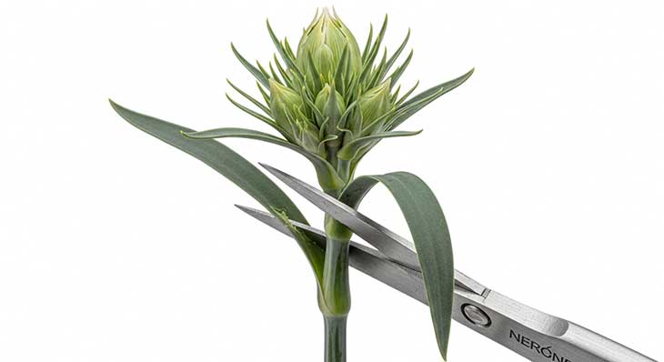 tijeras cortando esqueje de clavel