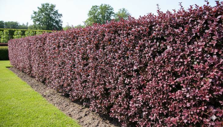 Seto formal y denso de agracejo púrpura, mostrando el resultado de una poda de recorte precisa y regular.