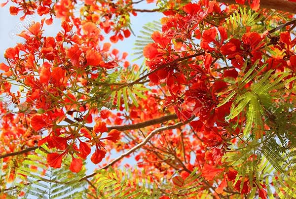 acacia de flores rojas