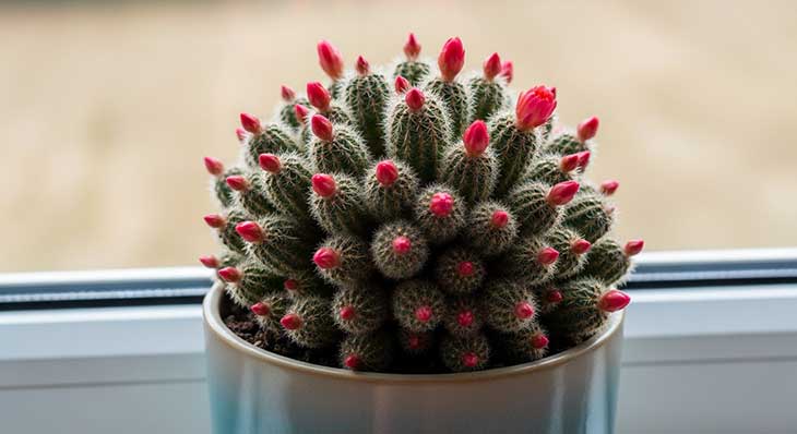 cactus de navidad en una maceta