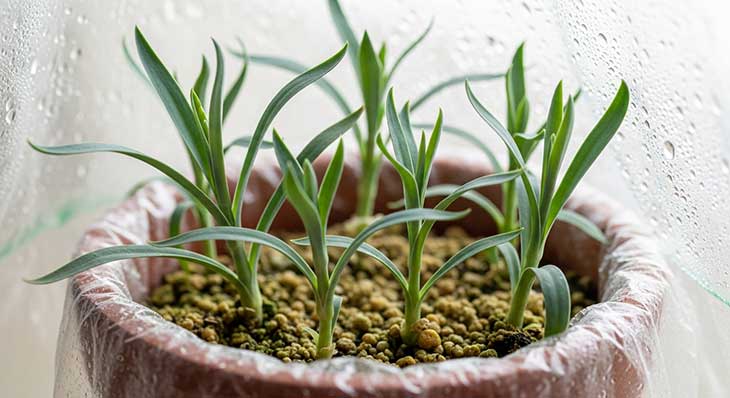 Esquejes de clavel plantados en una maceta con sustrato poroso y cubiertos por una bolsa de plástico para crear un ambiente húmedo de enraizamiento.