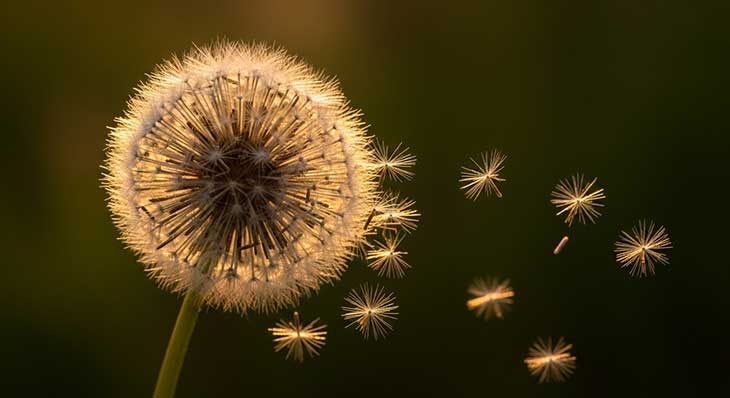 Esfera de semillas de un diente de león, o vilano, a contraluz durante un atardecer, con algunas semillas empezando a volar.