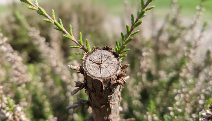 Error común de poda en una Brecina, mostrando un corte realizado en la madera vieja y sin hojas, de donde no rebrotará.