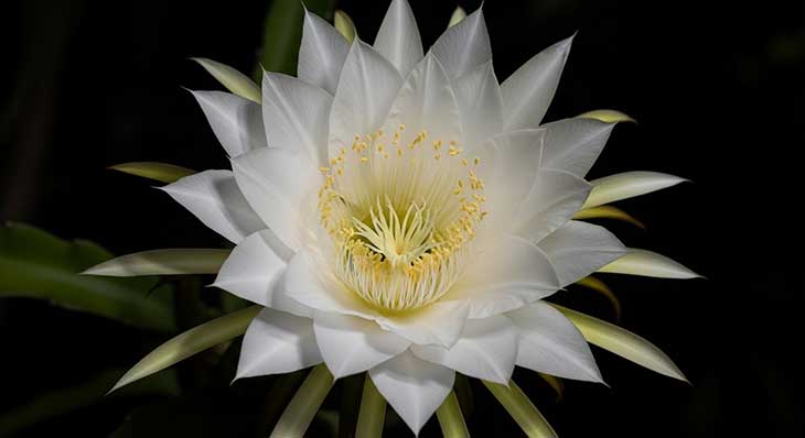 Primer plano de una flor de pitaya blanca y nocturna, completamente abierta.