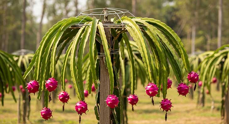 Una planta de pitaya roja creciendo en un sistema de tutorado en un jardín soleado.
