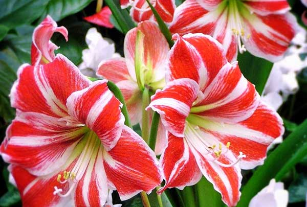 amarilis roja y blanca