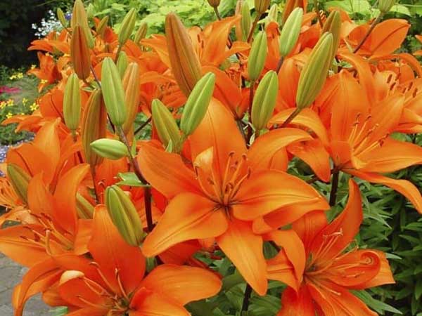 racimo de lirios naranjas