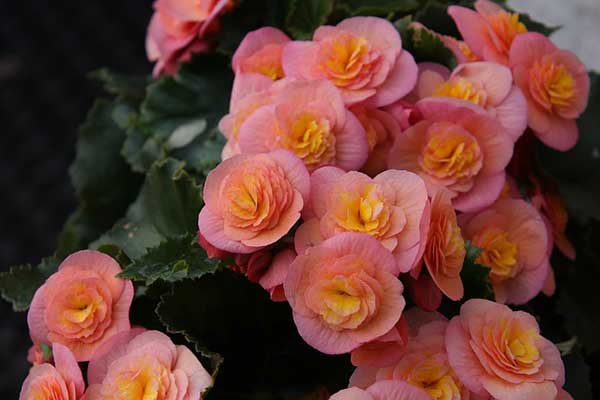 begonias rosas