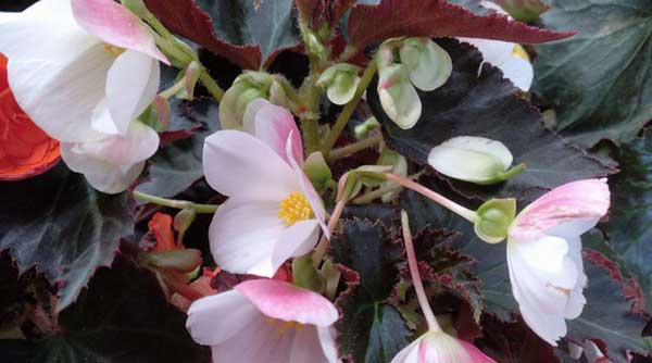 begonias blancas