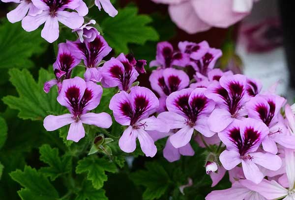 geranios de color lila