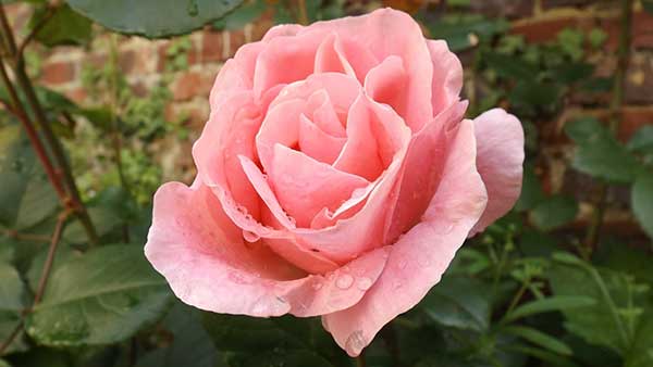 una rosa de color rosa