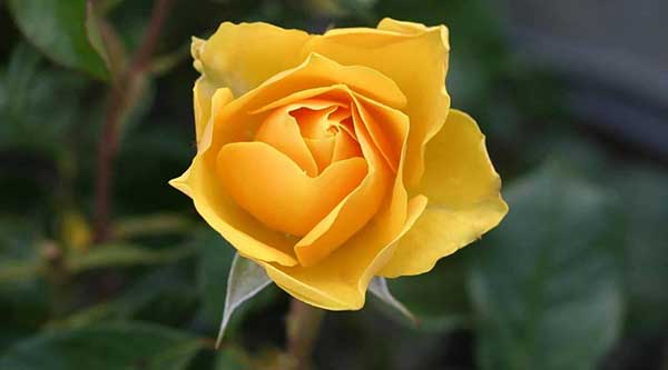 una rosa de color amarillo