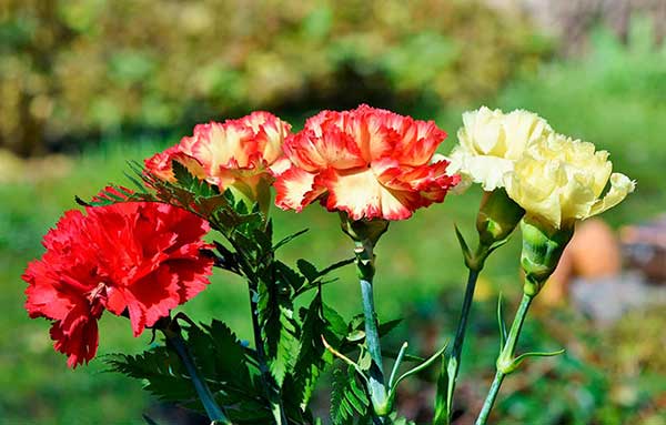 cuatro colores de claveles