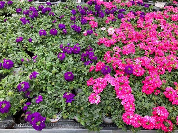 verbenas de color rosa