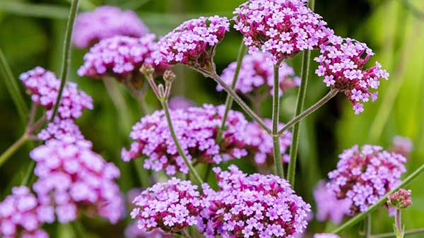 planta de verbena con flores rosa claro