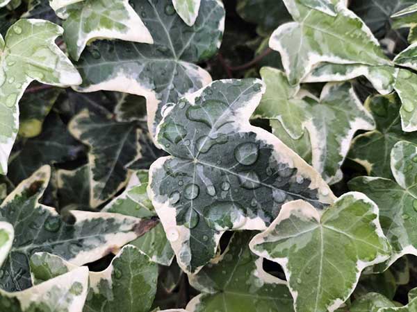 hiedra verde con tonos blancos