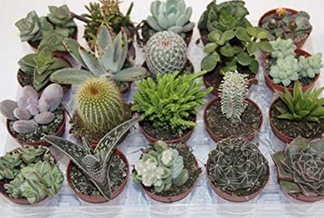 distintos tipos de cactus en macetas