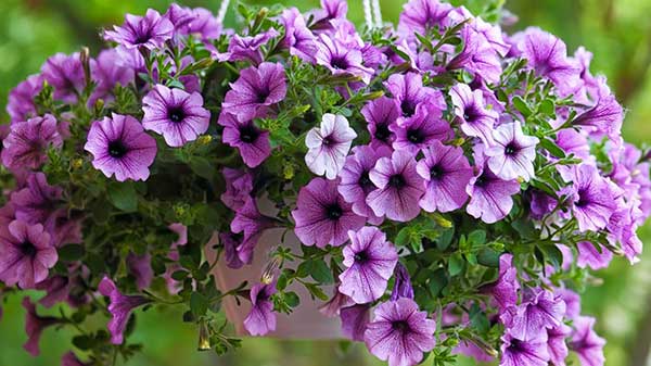 planta de petunia con flores lilas