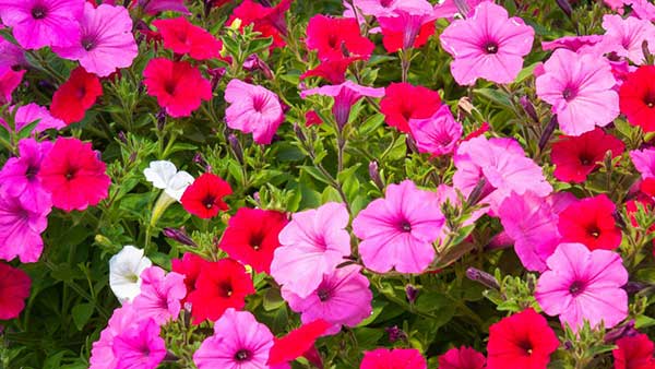 petunias de color rosas y rojas