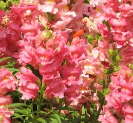 boca de dragón de color rosa