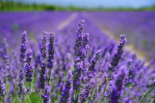 cultivo de lavanda