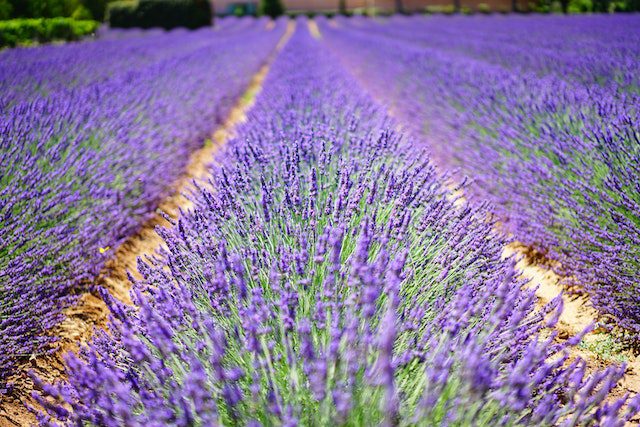 campo de cultivo de lavanda