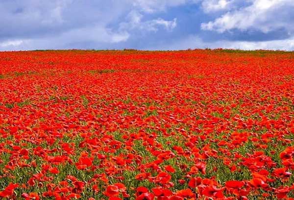 Amapolas rojas en un prado