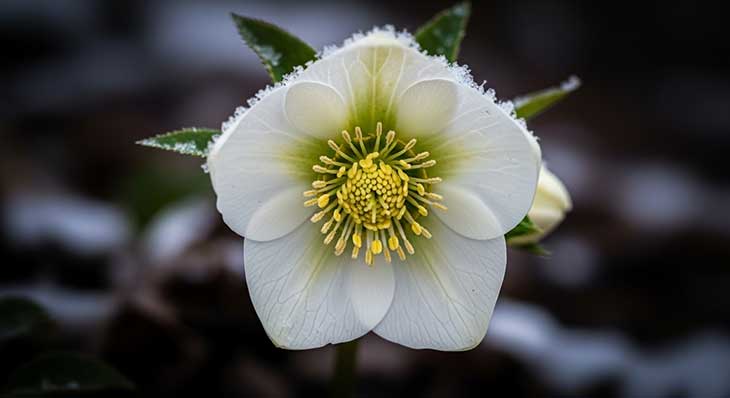 flor de invierno blanca