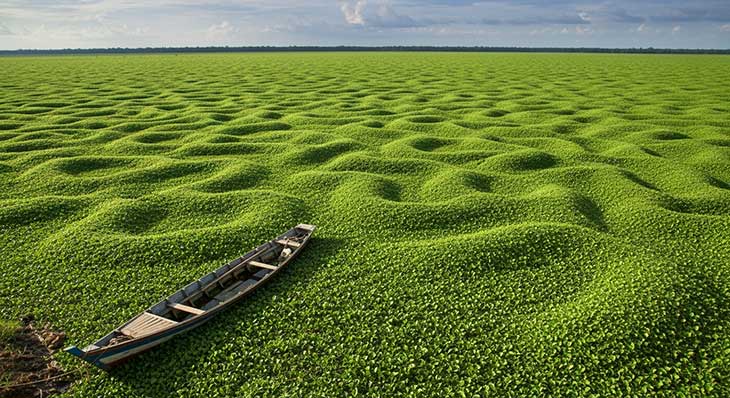 lago infectado por el jacinto de agua