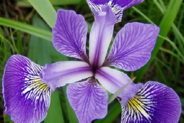flor de iris