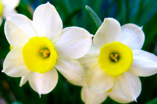 flor de narciso