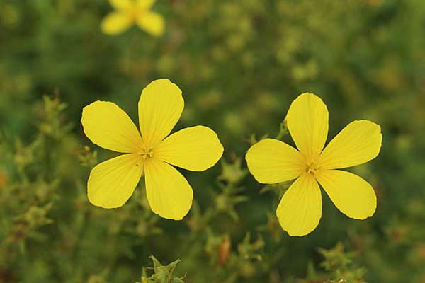 flor amarilla silvestre