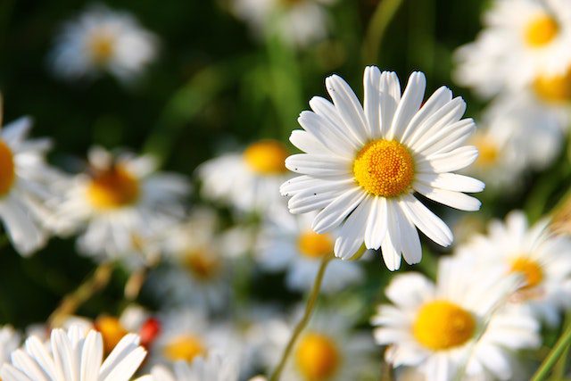 flor de la margarita blanca