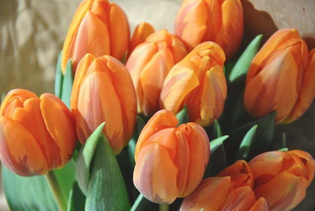 cómo cultivar tulipanes