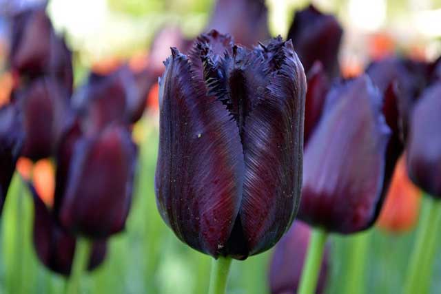 tulipán negro