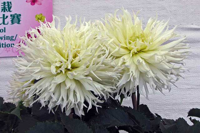 dahlia variabilis blanca