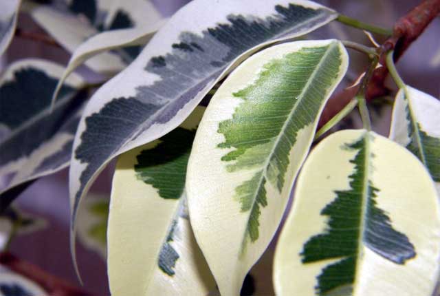 Ficus benjamina