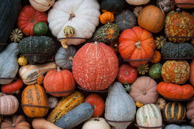 variedades de calabaza